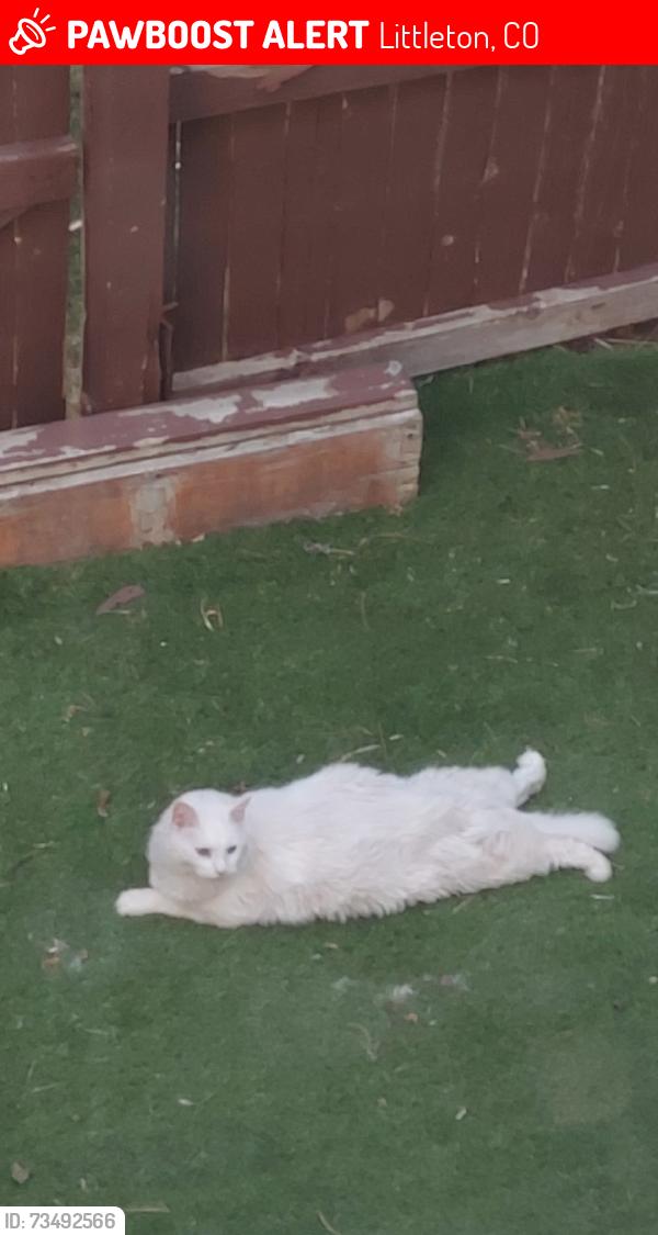 Lost Male Cat last seen W Chatfield Ave 80128, Littleton, CO 80128