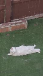 Lost Male Cat last seen W Chatfield Ave 80128, Littleton, CO 80128