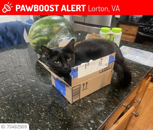 Lost Female Cat last seen Lidl near elementary school, Lorton, VA 22079