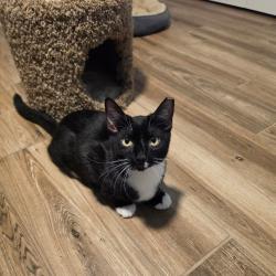 Shelter Stray Male Cat last seen , 8020 Washington St, Port Richey, FL 34668, USA
