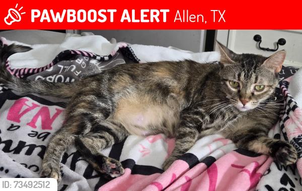 Lost Female Cat last seen Near Mistywood Lane near Allen Heghts in Allen, Allen, TX 75002