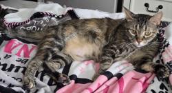 Lost Female Cat last seen Near Mistywood Lane near Allen Heghts in Allen, Allen, TX 75002
