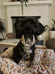Reunited Male Dog last seen Near Madison St, Albany, CA 94706, USA, Albany, CA 94706