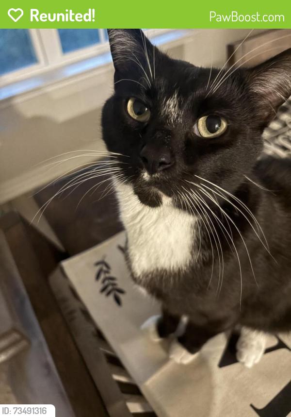 Reunited Male Cat last seen Boothe grv san antonio 78254, San Antonio, TX 78254
