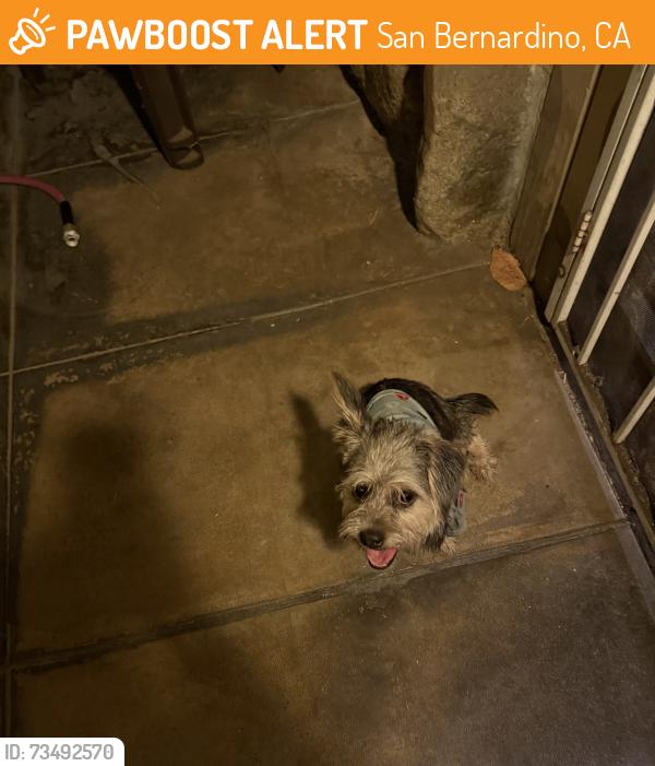 Found/Stray Unknown Dog last seen 24th and arrowhead ave, San Bernardino, CA 92405