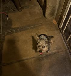 Found/Stray Unknown Dog last seen 24th and arrowhead ave, San Bernardino, CA 92405