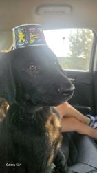 Reunited Male Dog last seen Paytner and Anderson St, Caldwell, ID 83605