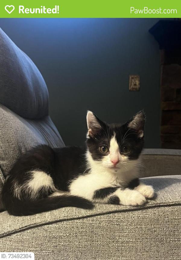 Reunited Male Cat last seen Dover, Stratton, Halifax drive, Medina, OH 44256