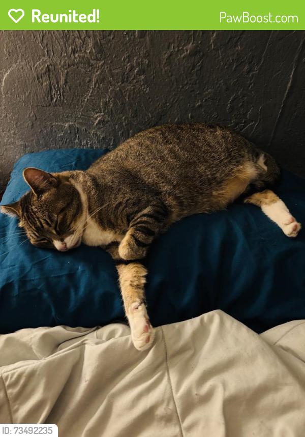 Reunited Male Cat last seen Market St, San Diego, CA, USA, San Diego, CA 92102