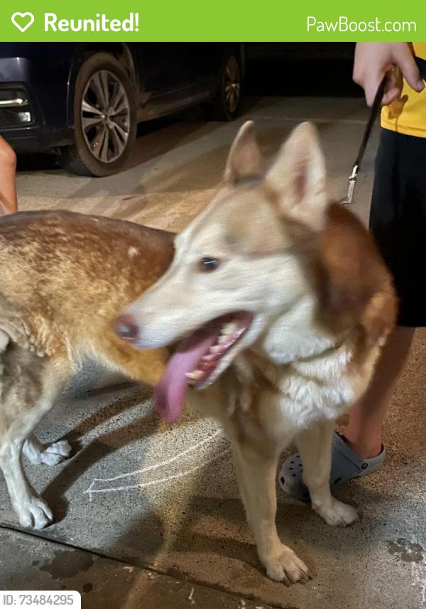 Reunited Female Dog last seen Yucca Ave and Chai, McAllen, TX 78504