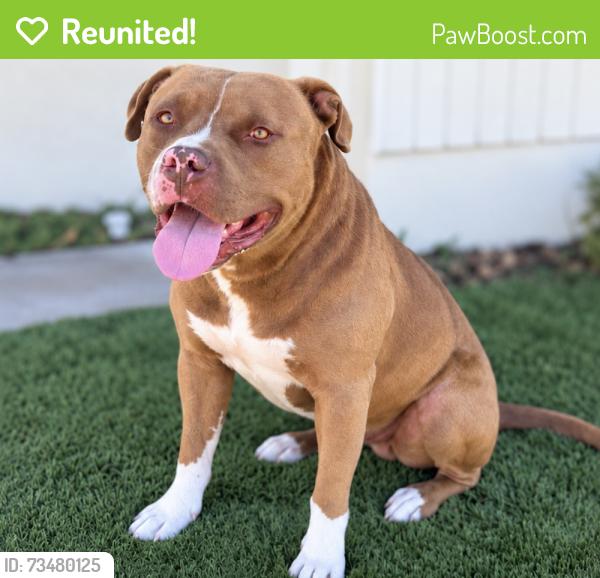 Reunited Male Dog last seen Near Freeway and Vermont Avenue, Los Angeles, CA 90044