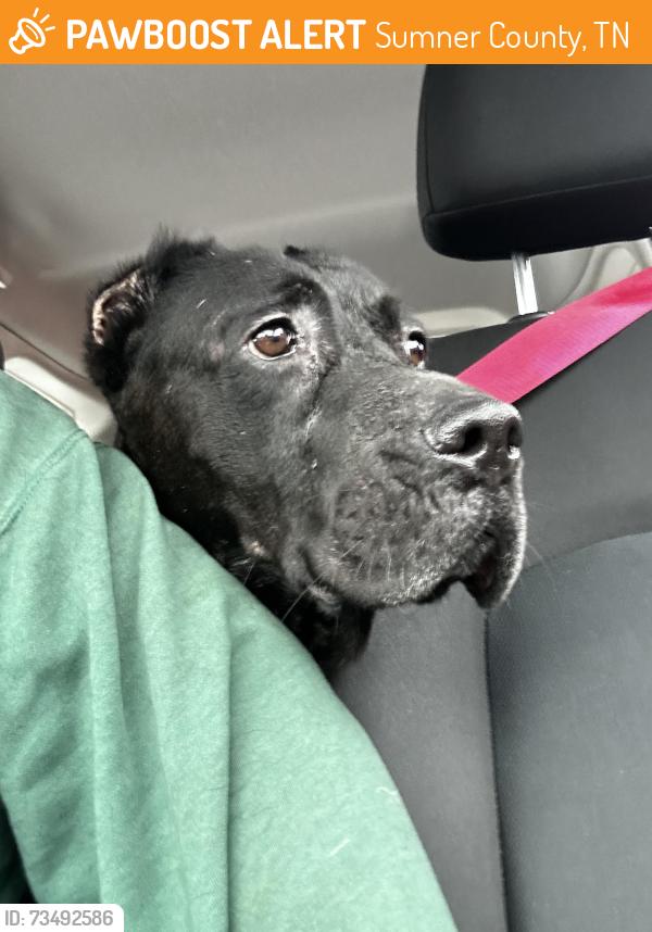 Found/Stray Female Dog last seen I-65, Sumner County, TN 37066