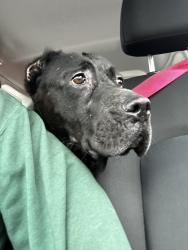 Found/Stray Female Dog last seen I-65, Sumner County, TN 37066