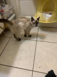 Found/Stray Female Cat last seen Near eraste Landry, Lafayette, LA 70506