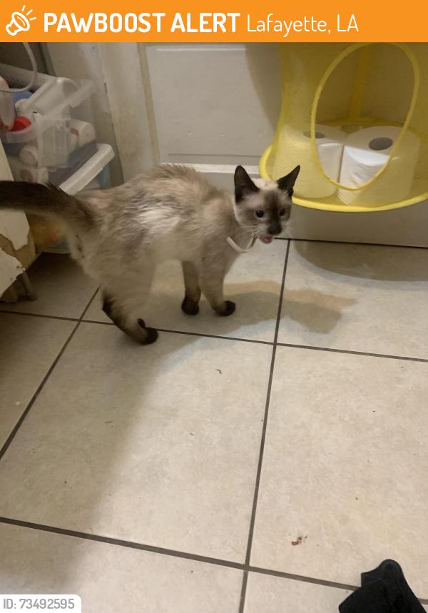 Found/Stray Female Cat last seen Near eraste Landry, Lafayette, LA 70506