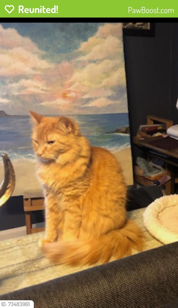 Reunited Female Cat last seen Near Bowwood Drive, Nashville, TN 37217