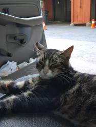 Reunited Male Cat last seen Old monte rio rd, Guerneville, CA 95446