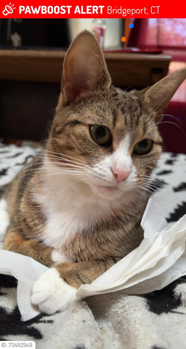 Lost Female Cat last seen Barclay and Lynne pl, Bridgeport, CT 06610
