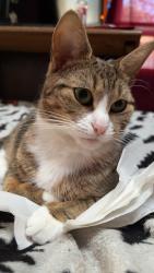Lost Female Cat last seen Barclay and Lynne pl, Bridgeport, CT 06610