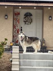 Found/Stray Unknown Dog last seen Puente St, San Dimas, CA 91773