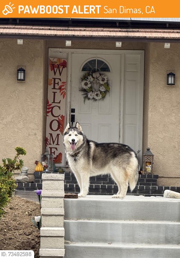 Found/Stray Unknown Dog last seen Puente St, San Dimas, CA 91773