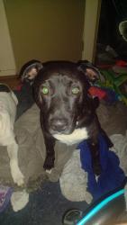 Lost Male Dog last seen Near e Hermansen circle, Salt Lake City, UT 84107