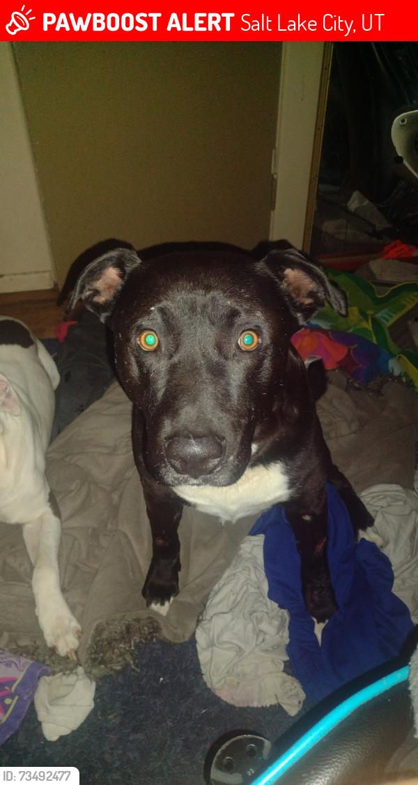 Lost Male Dog last seen Near e Hermansen circle, Salt Lake City, UT 84107