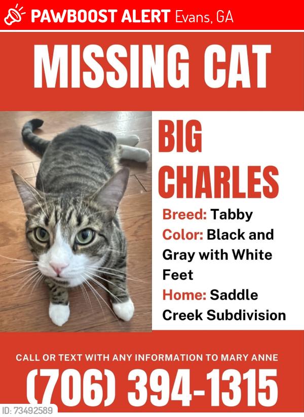 Lost Male Cat last seen Waterford Drive/Saddle Creek Subdivision - Backs up to Camelot neighborhood, Evans, GA 30809