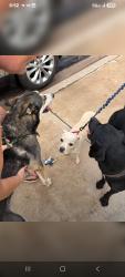 Found/Stray Female Dog last seen Higley and Adobe, Mesa, AZ 85205