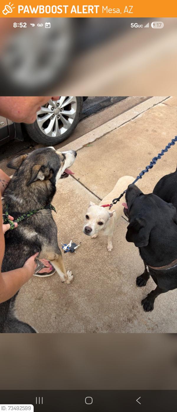 Found/Stray Female Dog last seen Higley and Adobe, Mesa, AZ 85205