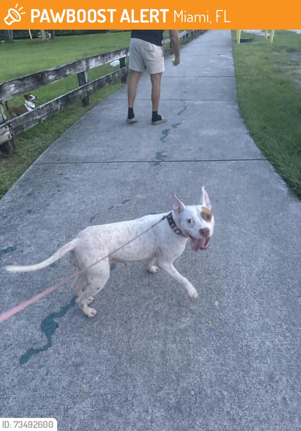 Found/Stray Female Dog last seen Biscayne blvd, Miami, FL 33161
