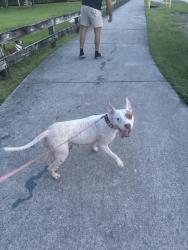 Found/Stray Female Dog last seen Biscayne blvd, Miami, FL 33161