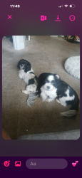 Reunited Female Dog last seen Amber Shadow, Durham, NC 27713
