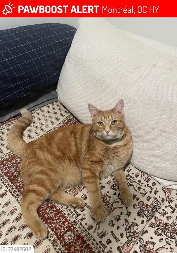Lost Male Cat last seen 4e/Laurier Montreal, Montréal, QC H1Y