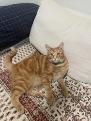 Lost Male Cat last seen 4e/Laurier Montreal, Montréal, QC H1Y