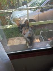 Found/Stray Male Cat last seen Jefferson River Rd & Clarkwoods Dr, Athens, GA 30607