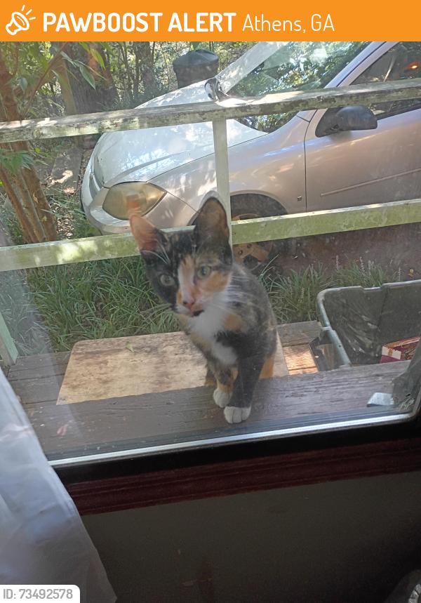 Found/Stray Male Cat last seen Jefferson River Rd & Clarkwoods Dr, Athens, GA 30607
