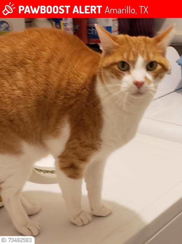 Lost Male Cat last seen 15th and Crockett, Amarillo, TX 79102
