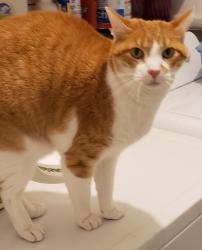 Lost Male Cat last seen 15th and Crockett, Amarillo, TX 79102