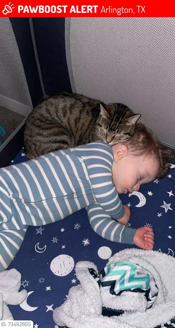 Lost Female Cat last seen Collins St. and Sanford St, Arlington, TX 76011