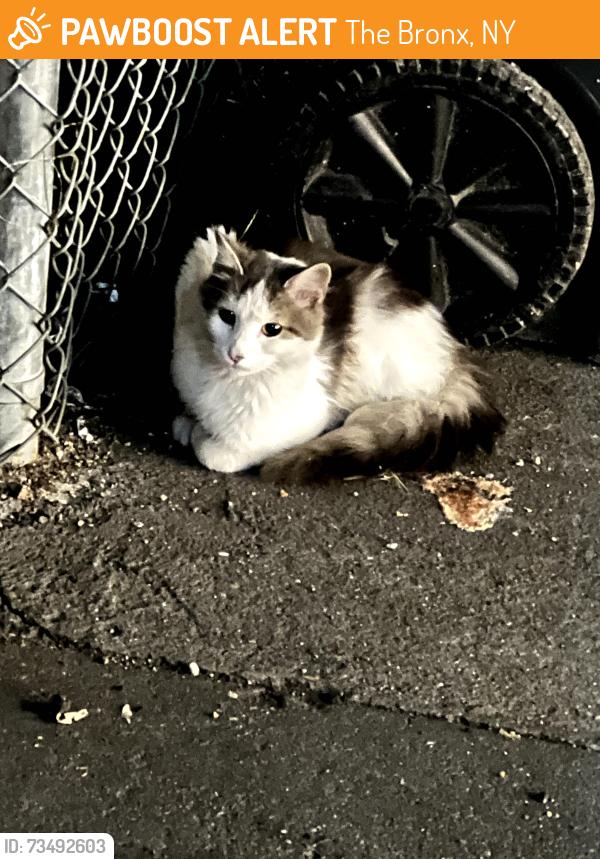 Found/Stray Unknown Cat last seen 149th Street, The Bronx, NY 10462