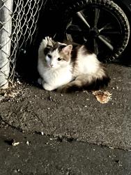 Found/Stray Unknown Cat last seen 149th Street, The Bronx, NY 10462