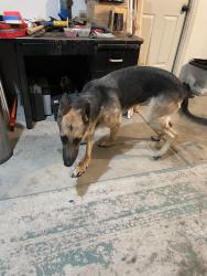 Found/Stray Female Dog last seen Avenida Durango, La Quinta, CA 92253