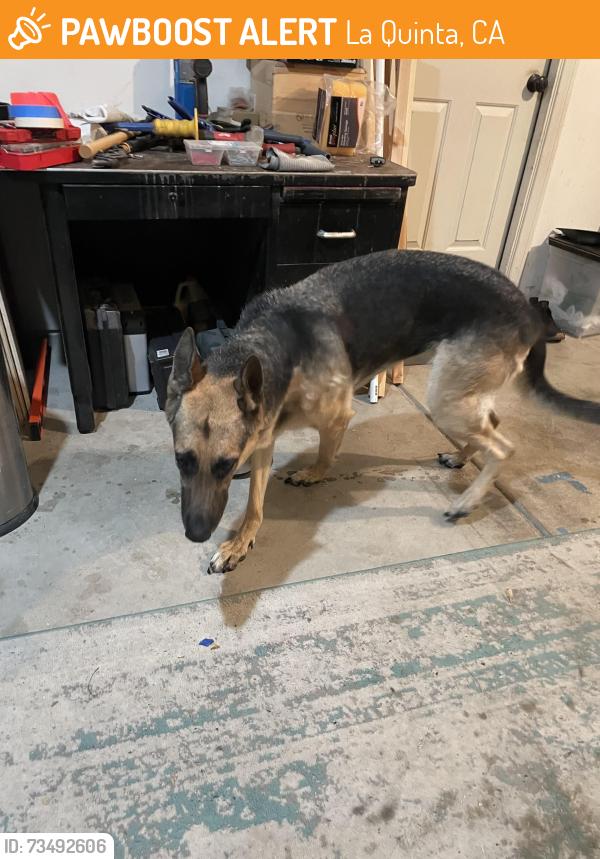 Found/Stray Female Dog last seen Avenida Durango, La Quinta, CA 92253