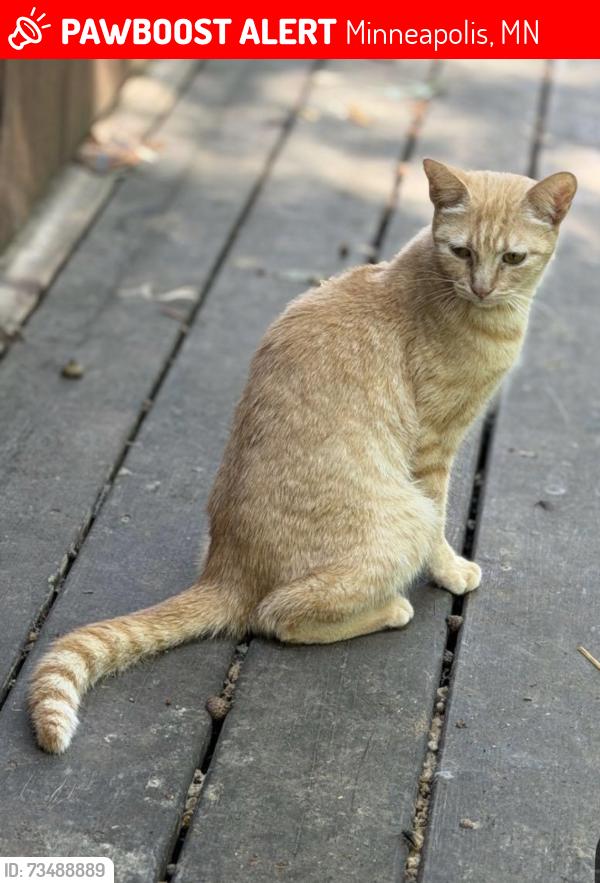 Lost Male Cat last seen Z822 Broadway Ave N, Minneapolis, MN 55411