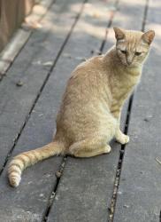 Lost Male Cat last seen Z822 Broadway Ave N, Minneapolis, MN 55411