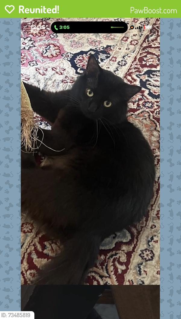 Reunited Male Cat last seen Iron works, Saugus, MA 01906