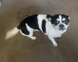 Reunited Female Dog last seen home (address inserted), Bradenton, FL 34203