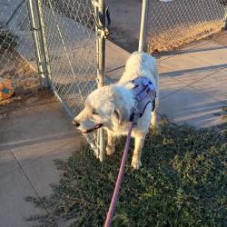 Lost Male Dog last seen 8th and Platt Ave., Fresno, CA 93702
