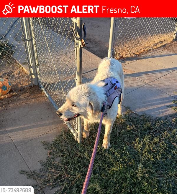 Lost Male Dog last seen 8th and Platt Ave., Fresno, CA 93702